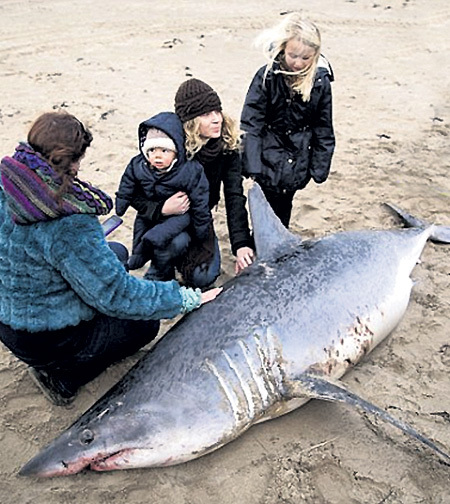 В Великобритании впервые нос к носу столкнулись с опасной хищницей