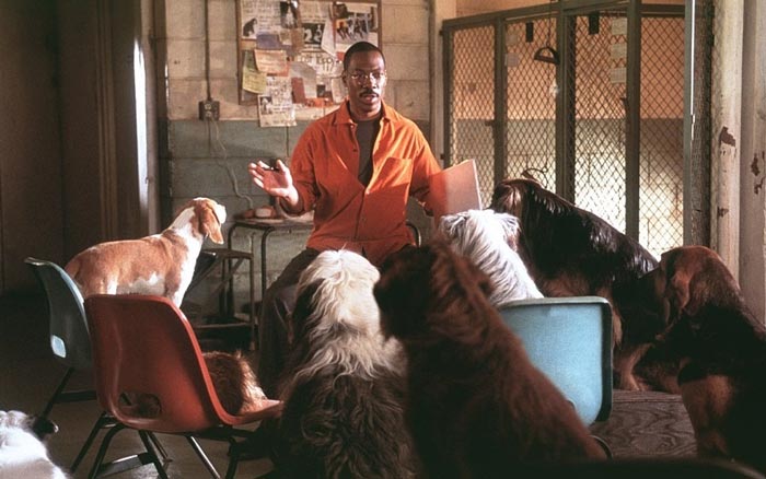 Эдди Мерфи в фильме «Доктор Дулиттл-2», 2001 г.
