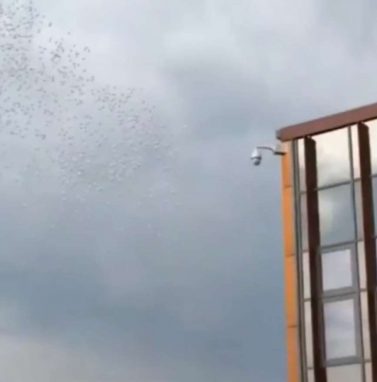 Видео Ксении Бородиной