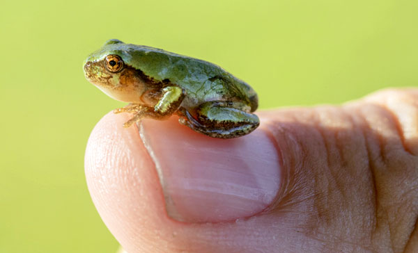 Paedophryne amauensis