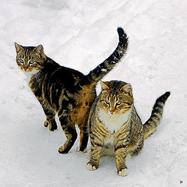 ...актриса готовит для кошек сытные блюда