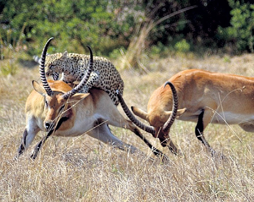 ...ответный удар