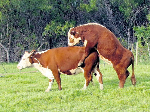 Меркантильные люди не оценили чувств своей скотины