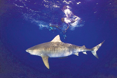 Тигровая акула заставила ЭФРОНА задуматься об охране природы