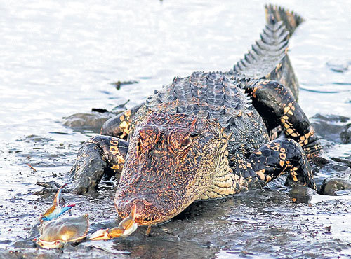 Краб нашел у аллигатора уязвимую точку