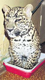 СЫН ЛЕОПАРДА: с гигиеной на "ты"