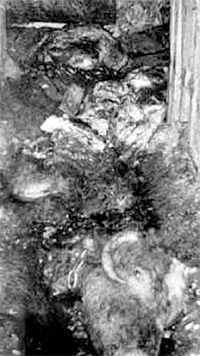 Туши коров и другой домашней живности пенсионер предал земле в своём огороде